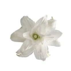 Lily Oriental WHITE With Double Blooms, 1 Bloom