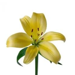 Lily LA Hybrid Yellow, 3 - 5 Blooms