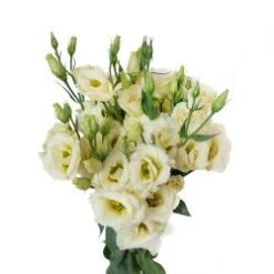 Lisianthus Cream - Yellow Mariachi Extra