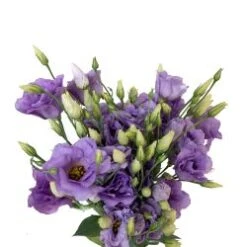 Lisianthus Lavender Mariachi