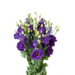 Lisianthus Purple Extra Mariachi