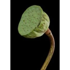 Lotus Pods Fresh (Nelumbo Nucifera)