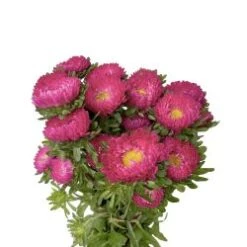 Matsumoto Aster Hot Pink - Medium Pink