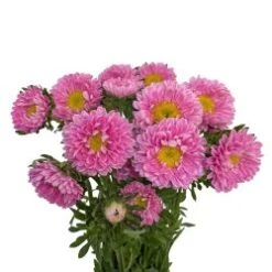 Matsumoto Aster Light Pink
