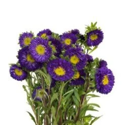 Matsumoto Aster Purple