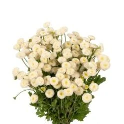 Matricaria White Button