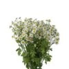 Matricaria White Daisy