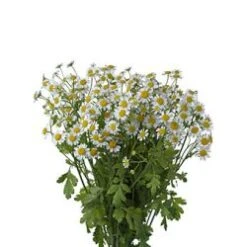 Matricaria White Daisy