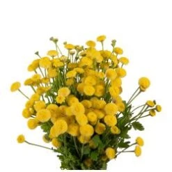 Matricaria Yellow Button