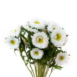 Matsumoto Aster White