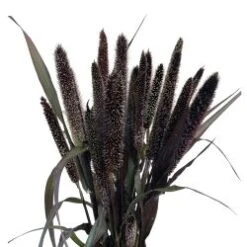 Millet Purple Majesty