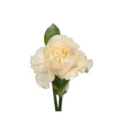 Mini Carnation Cream