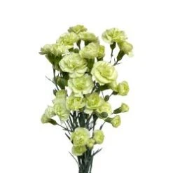 Mini Carnation Natural Green