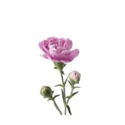 Mini Carnation MoonPearl Light Lavender