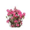 Mini Carnation Lavender