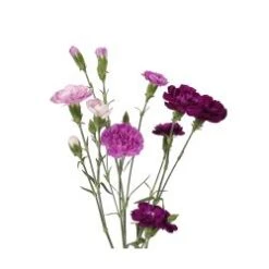 Mini Carnation Moon Assorted - Purple & Lavender Shades