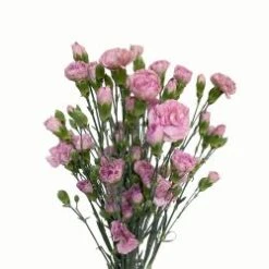 Mini Carnation Mocha Sweet