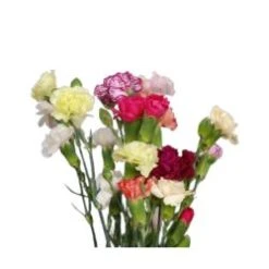 Mini Carnation Novelty, 15 Bunch Box