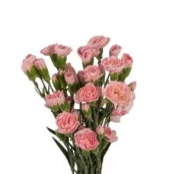 Mini Carnation Light Pink