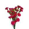 Mini Carnation Hot Pink