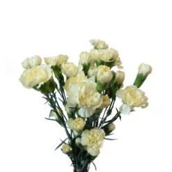 Mini Carnation Yellow