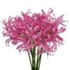 Nerine Hot Pink 3 Bunch Minimum
