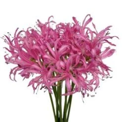 Nerine Hot Pink 3 Bunch Minimum