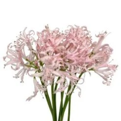 Nerine Lily Light Pink - 3 Bunch Minimum
