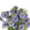 Nigella Blue Local, Box With 10 Bunches