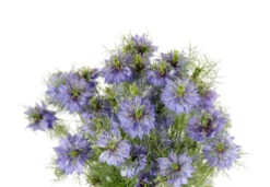 Nigella Blue Local, Box With 10 Bunches