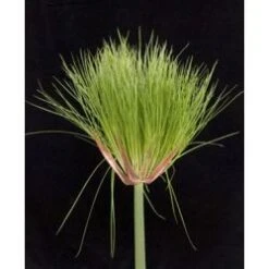 Papyrus - Egyptian , 80 To 90cm