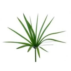 Umbrella Palm Papayrus Long 70 -80cm