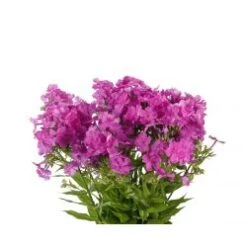 Phlox Lavender, 70cm