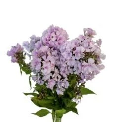 Phlox Light Pink, 70cm
