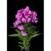 Phlox Hot Pink