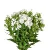 Phlox White, 60-70cm