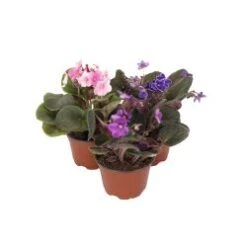 African Violet Plant, Assorted Colors - 4" Pot