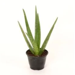 Aloe 4" Pot