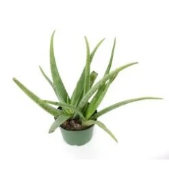 Aloe Plant 6" Pot