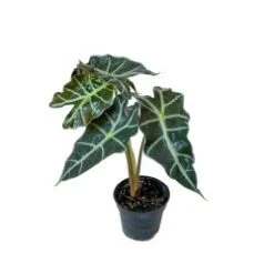 Alocasia, 4" Pot