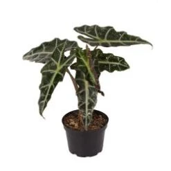 Alocasia 6" Pot