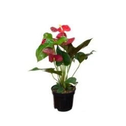 Anthurium Plant 6", Assorted Colors