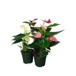 Anthurium Assorted, 4" Pot