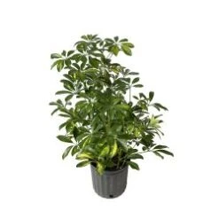 Arboricola 8" Pot Green And Variegated