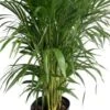 Areca Palm 10" Special