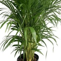 Areca Palm 14" Pot ( 15 Gal. )