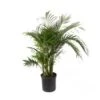 Areca Palm / Cat Palm (Farm Choice) - 12" Pot