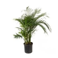 Areca Palm / Cat Palm (Farm Choice) - 12" Pot