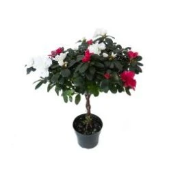 Azalea Tree, Red/White Bi-Color, - 6" Pot
