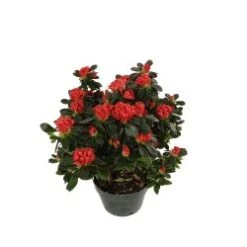 Azalea Plant, Coral/Orange - 6" Pot